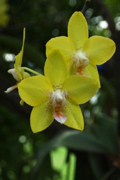 orchideeIMGP8188